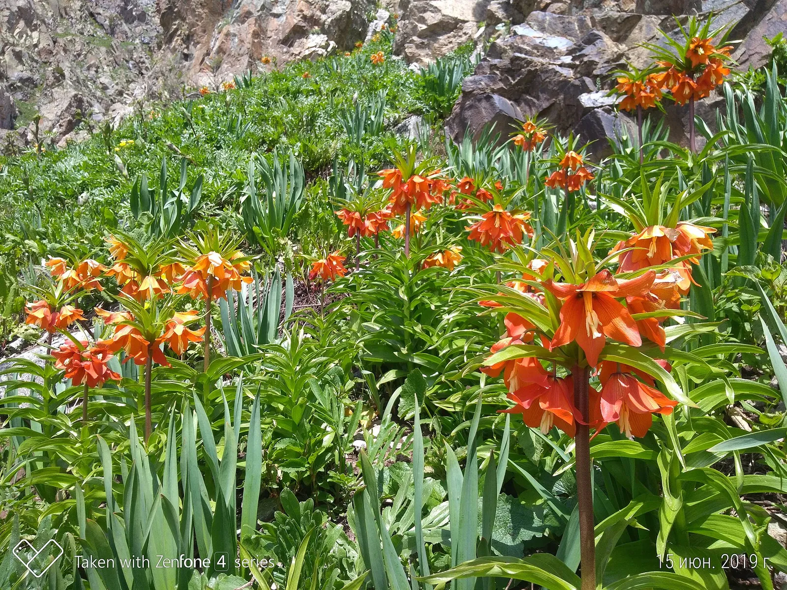 Aigul flowers (Fritillaria eduardii), the flower Aigul-Tash is named after