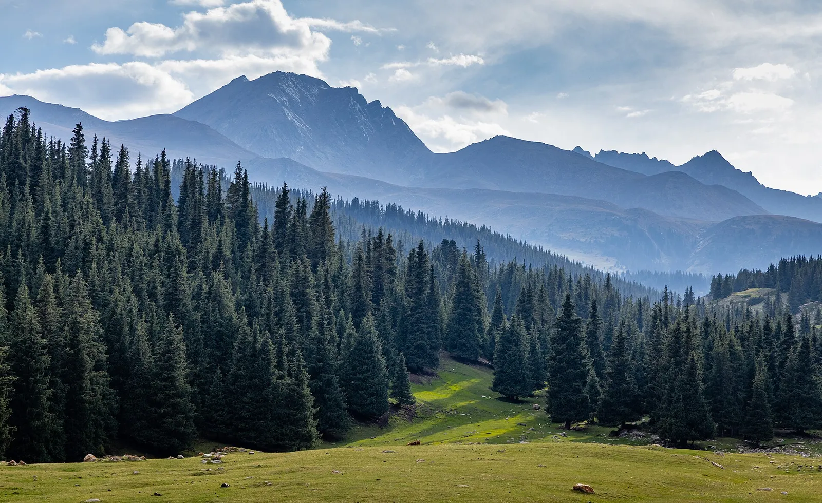 Spruce forest and peaks in the Chon-Ak-Suu (Grigorievka) gorge