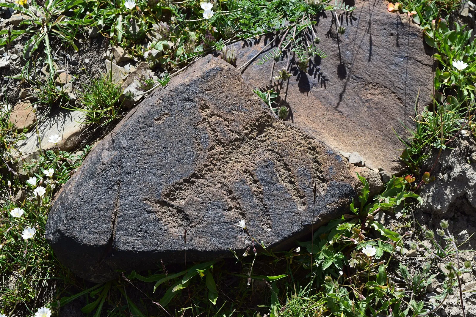 Petroglyph of animals carved on a dark stone at Saimaluu-Tash